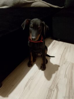 Doberman szczeniak - 2