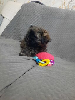 Hawanczyk z rodowodem - 2