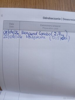 Ślucznotka do adopcji - 2