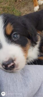 Berneńskie Psy Pasterskie - 2