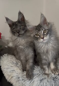 Maine Coon kocurki na sprzedaż - 2