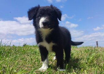 BORDER COLLIE z Hodowli - Rasowy pies z pełną dok. - 2
