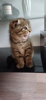 Sprzedam koty rasowe. SCOTTISH FOLD.I czarna kotka brytyjka - 2