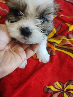 Piesek shih-tzu - 2