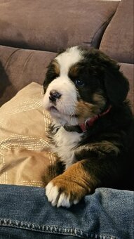 Szczeniaki Berneński Pies Pasterski - 2