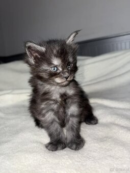 Rezerwacja kotki Maine coon - 2