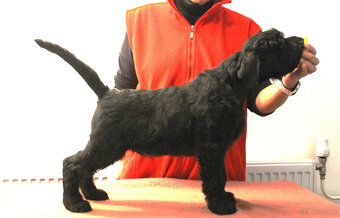 Sznaucer olbrzym, piesek z rodowodem - 2