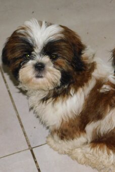 Cudna sunia Shih tzu Diana - 2