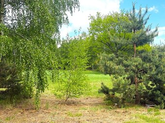 Działka z lasem i pozwoleniem na zabudowę zagrodową , Turek - 2
