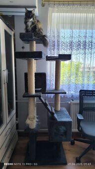 Maine coon kotka, drapak, kuweta, klatka - 2