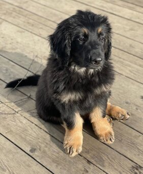 Oferta szczeniąt rasy Hovawart z rodowodem - szczenięta - 2