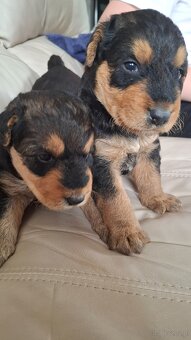 Airedale Terrier - 2