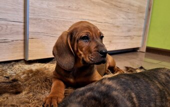 Szczeniaki Posokowiec Hanowerski - 2