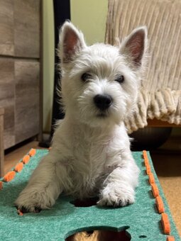 West Highland White terrier - 2