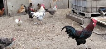 Koguty włoszki, legbary 25r. - 2