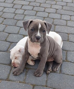 Szczeniaki AMERICAN BULLY - 2