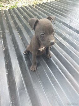 Szczeniaki Pitbull - 2