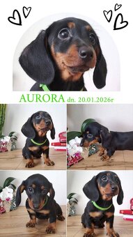 SUCZKA Jamnik krótkowłosy Czarna podpalana Aurora Kraków - 2