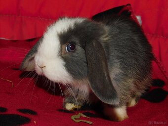 Cudowne baranki mini lop - 2