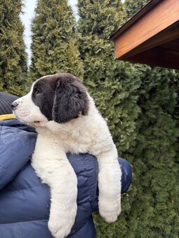 Owczarek środkowoazjatycki alabai - 2