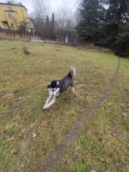 Alaskian Malamut - 2