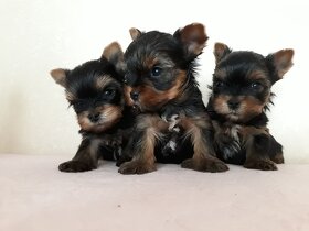 Yorkshire terrier FCI - 2