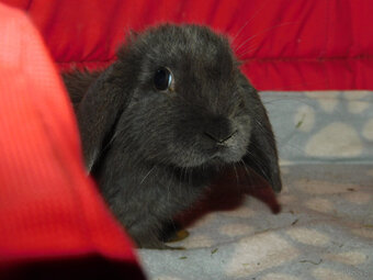 Niebieskie baranki mini lop - 2