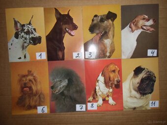Sprzedam  czyste  kartki  z  psami-1 zl  za  kartke - 2