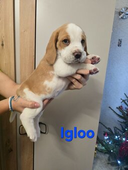 Szczenięta rasy Beagle Tricolor - 2