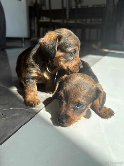 Dorkie - 2