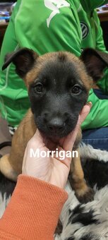 Owczarek belgijski malanois - 2