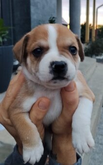 Urocze szczenięta po mamie buldoga francuskiego - 2