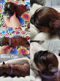 Sunia Shih Tzu z rodowodem - 2