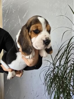 Szczenięta rasy Beagle Tricolor - 2