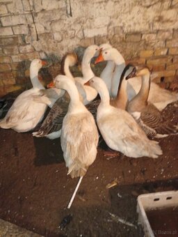 Sprzedam gęsi oraz kaczki - 2