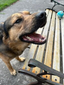 Pies do adopcji, PILNE - 2
