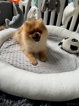 Pomeranian, szpic miniaturowy - suczka ORANGE - 2