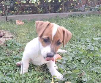 Jack Russell Terrier - 2
