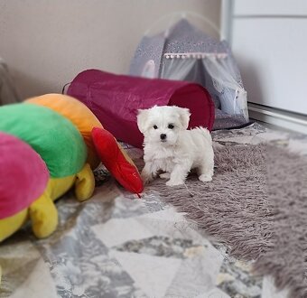 Maltańczyk suczka  szczenię - 2