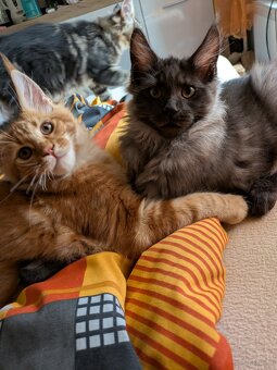 Maine coon pp - 2