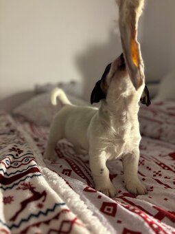 Jack russell terrier - 2