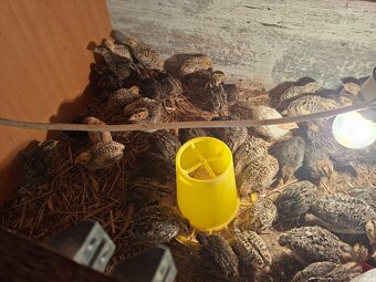 Sprzedam przepiórki dwutygodniowe - 2