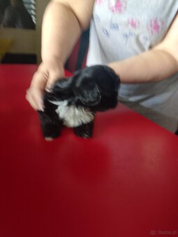 Sprzedam psy rasy Shih Tzu - 2