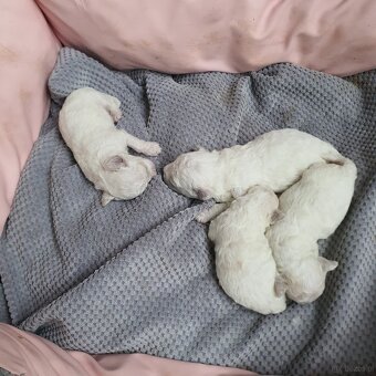 Szczeniaczki Bichon Frise - 2