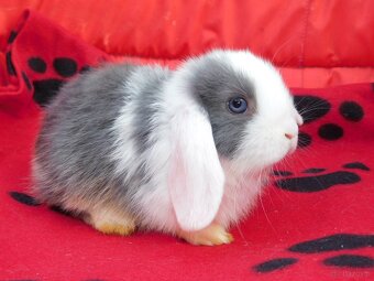 Samiczka niebiesko- biała mini lop - 2