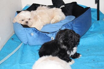 Shih Tzu - 2