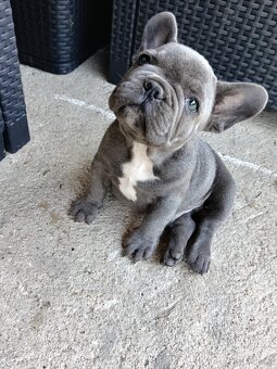 Buldog francuski blue - 2