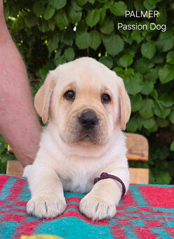 Labrador biszkoptowe szczenięta FCI - 2