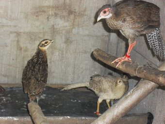 sprzedam  młode bażanty - 2