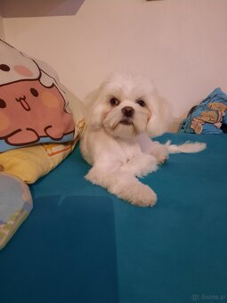 Maltanczyk + shih tzu piesek - 2